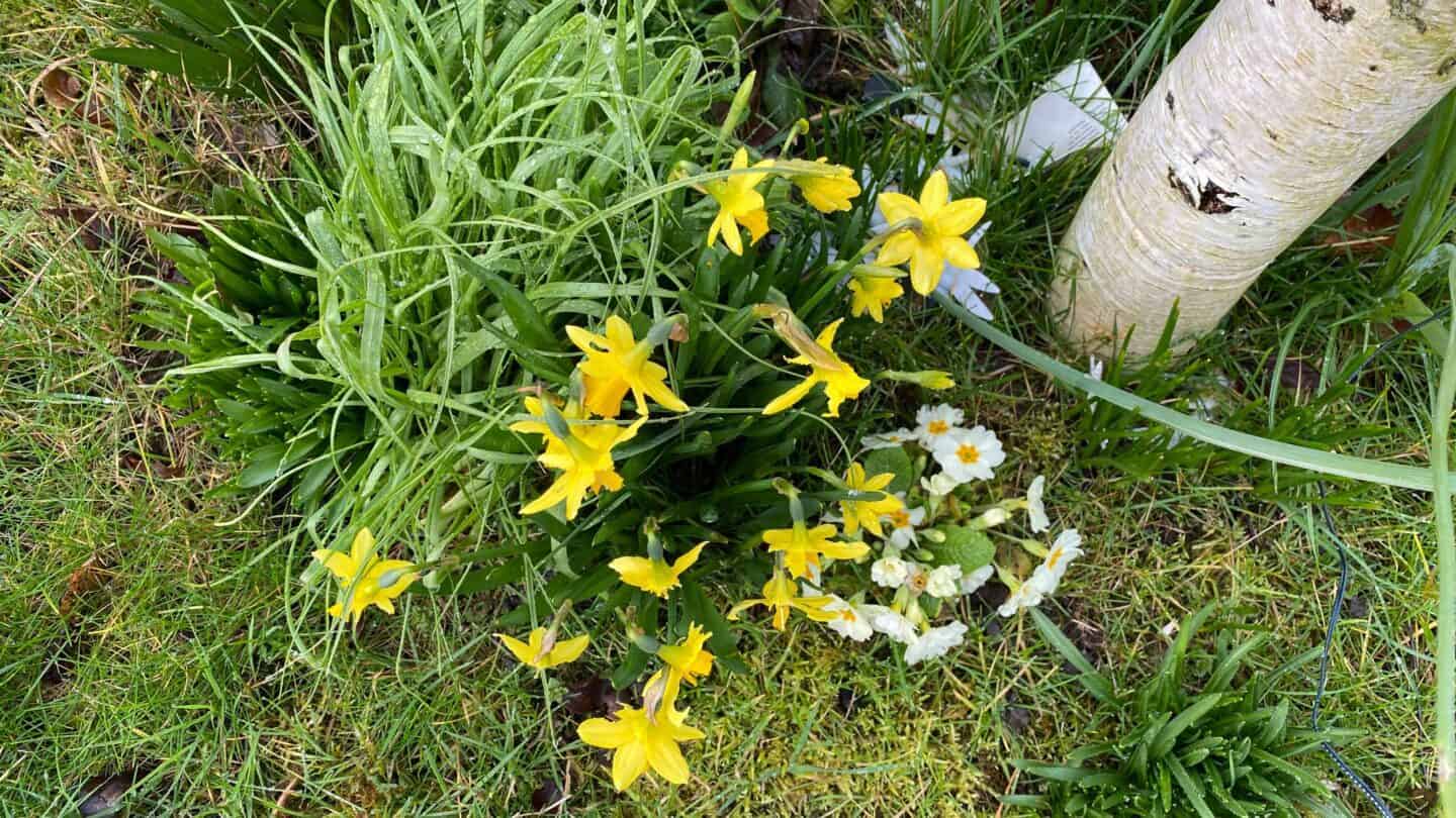 March Gardening - What To Do in the Garden in March March-gardening-teteatetes-primroses