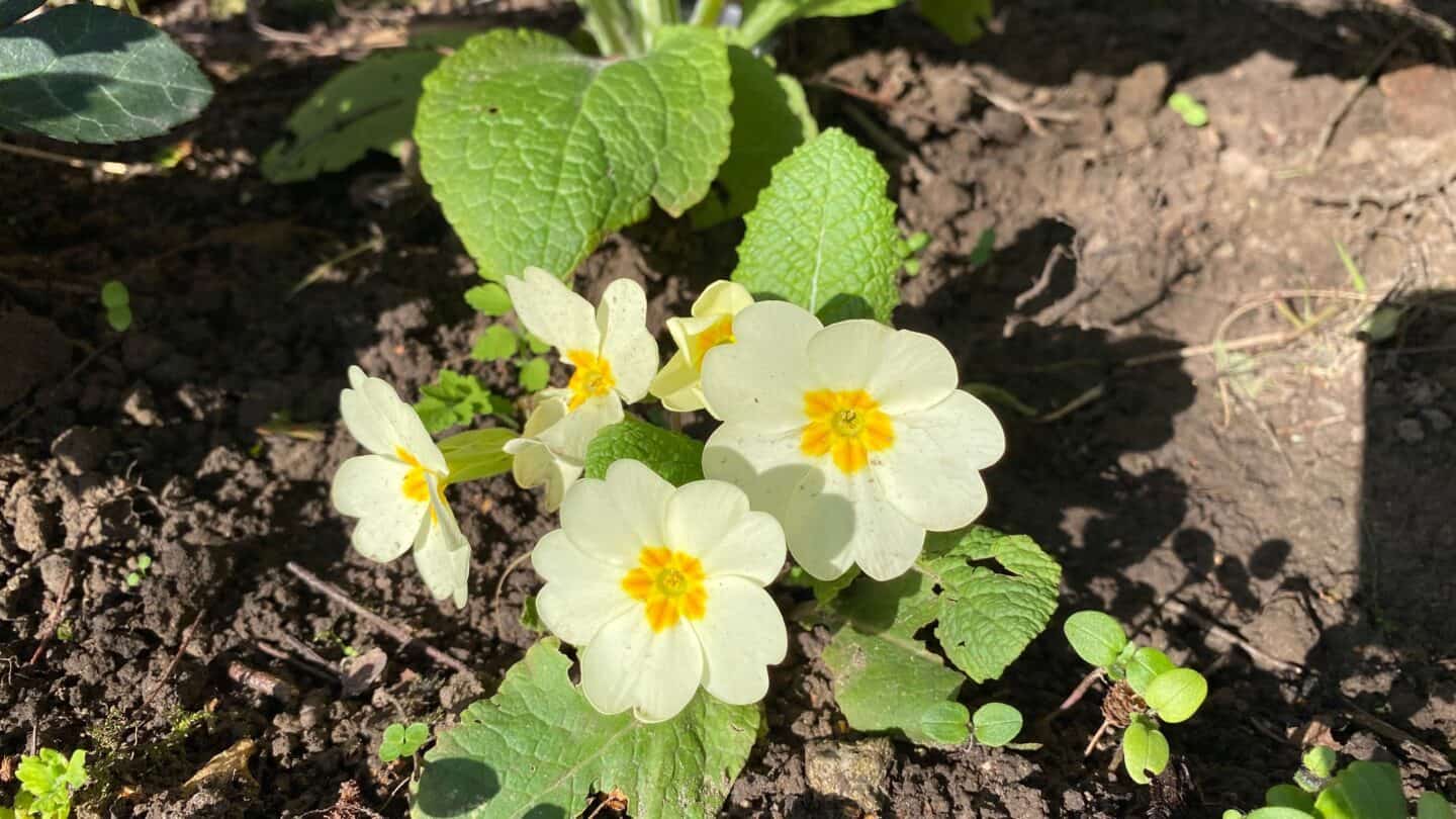 March Gardening - What To Do in the Garden in March March-gardening-wild-primrose