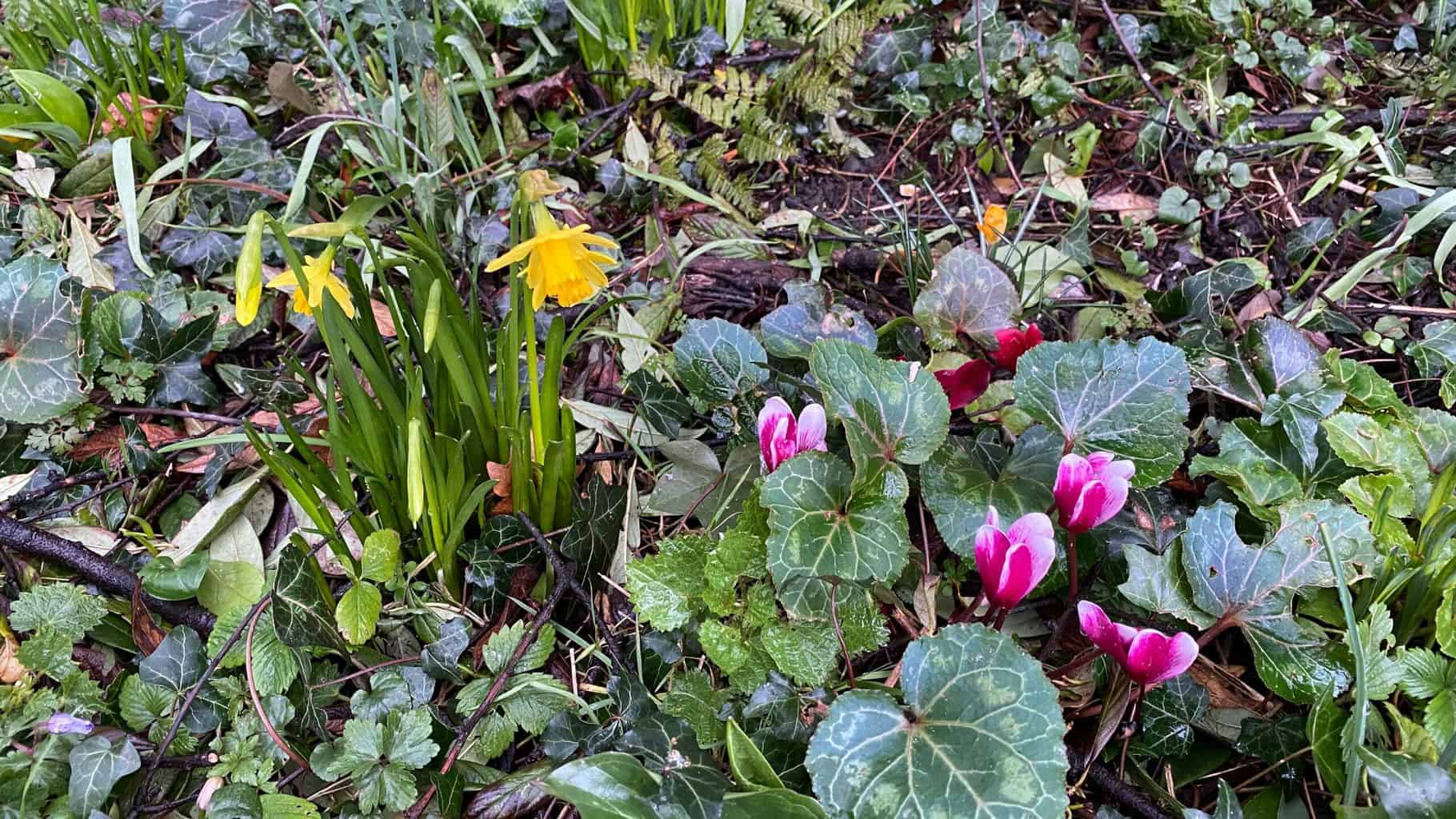 March Gardening - What To Do in the Garden in March March-gardening-woodland-garden