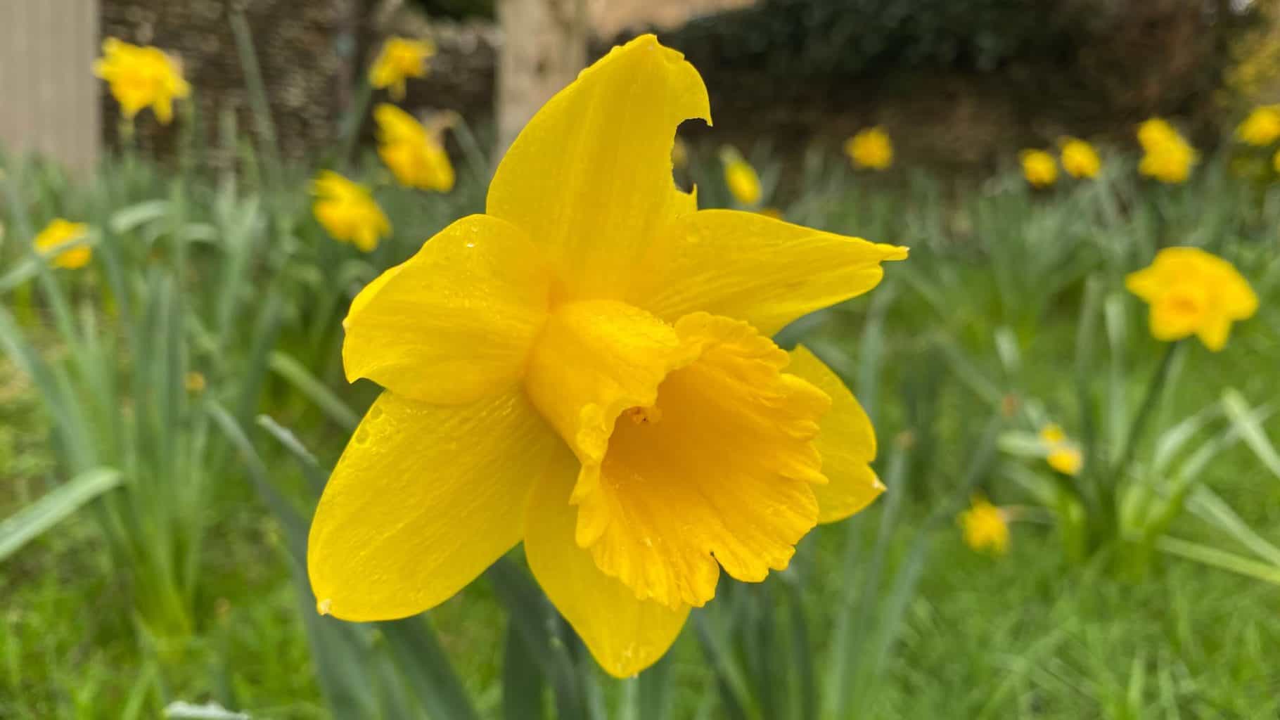 March Gardening - What To Do in the Garden in March March-gardening-yellow-daffodil-orchard