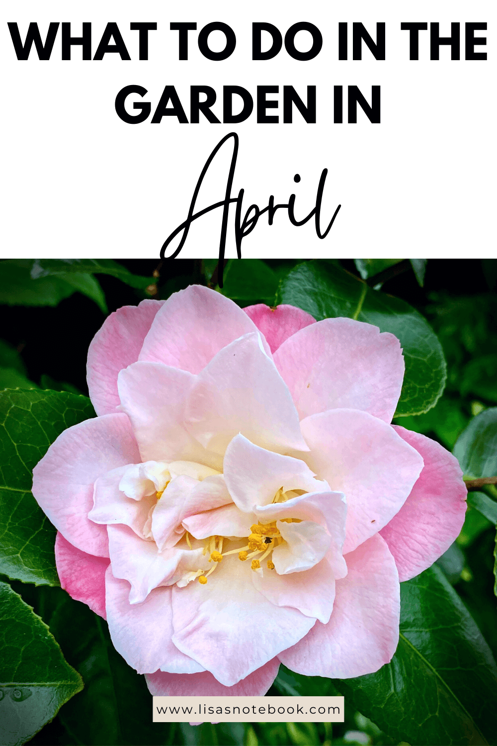 April Gardening - What To Do in the Garden in April April-gardening-pink-camellia-pinterest