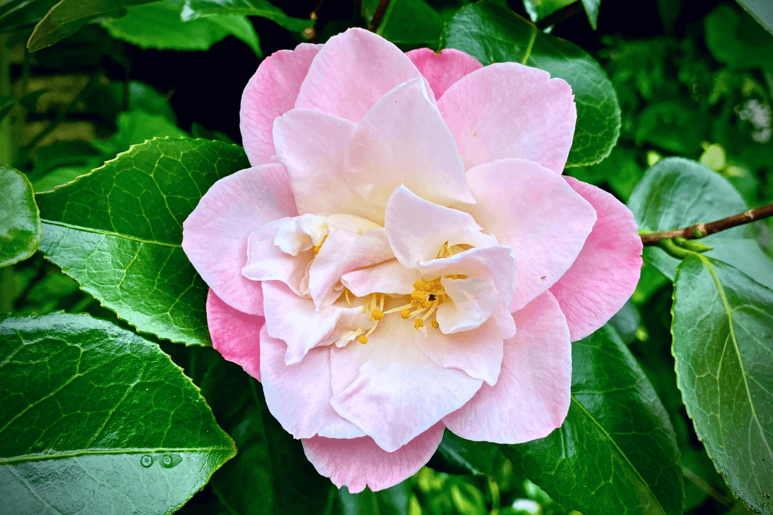 April Gardening - What To Do in the Garden in April April-gardening-pink-camellia