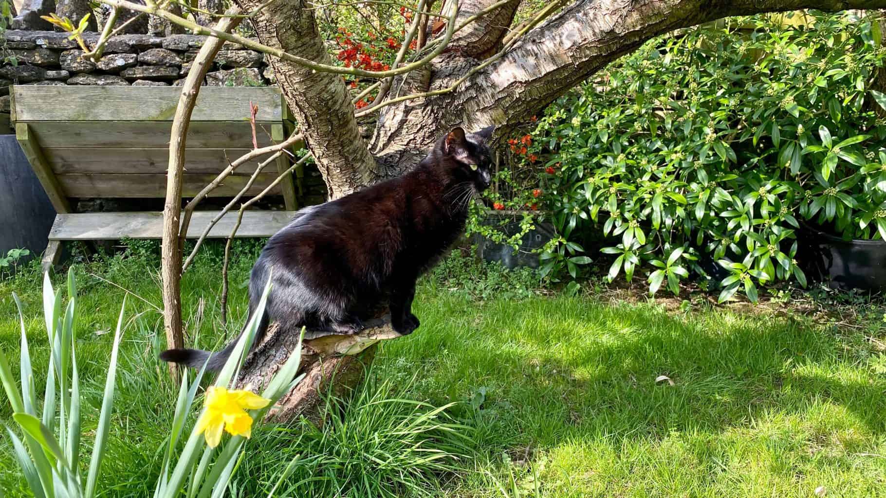 April Gardening - What To Do in the Garden in April april-gardening-black-cat-tree