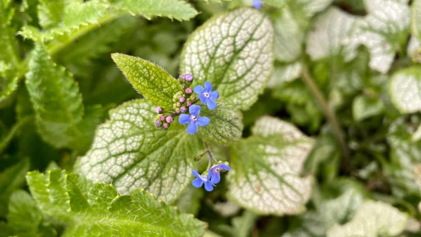 April Gardening - What To Do in the Garden in April april gardening brunnera jack frost