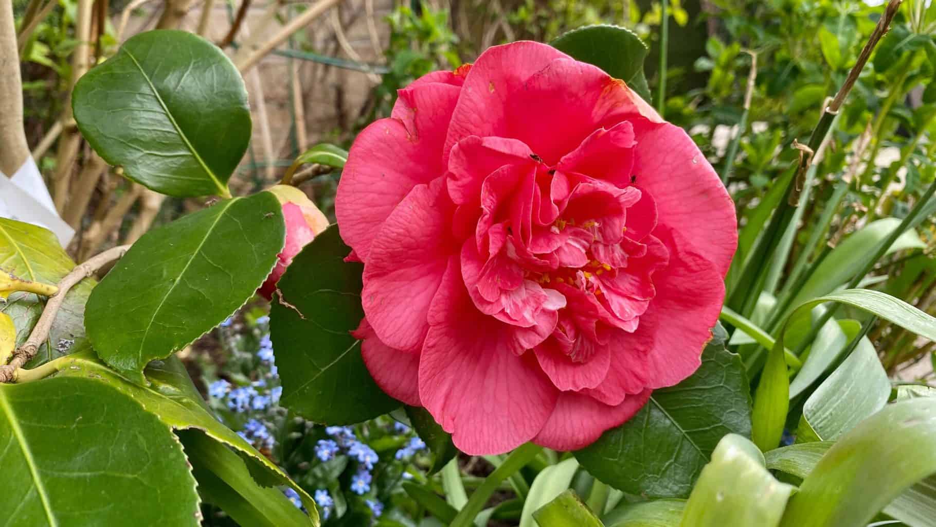April Gardening - What To Do in the Garden in April april-gardening-camellia