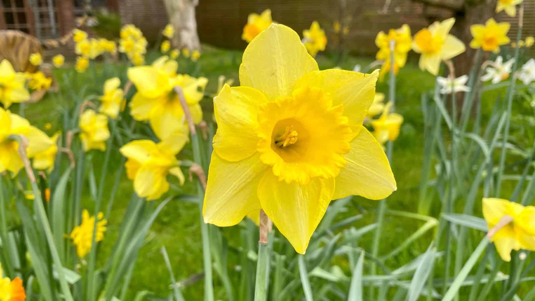 April Gardening - What To Do in the Garden in April april-gardening-daffodils