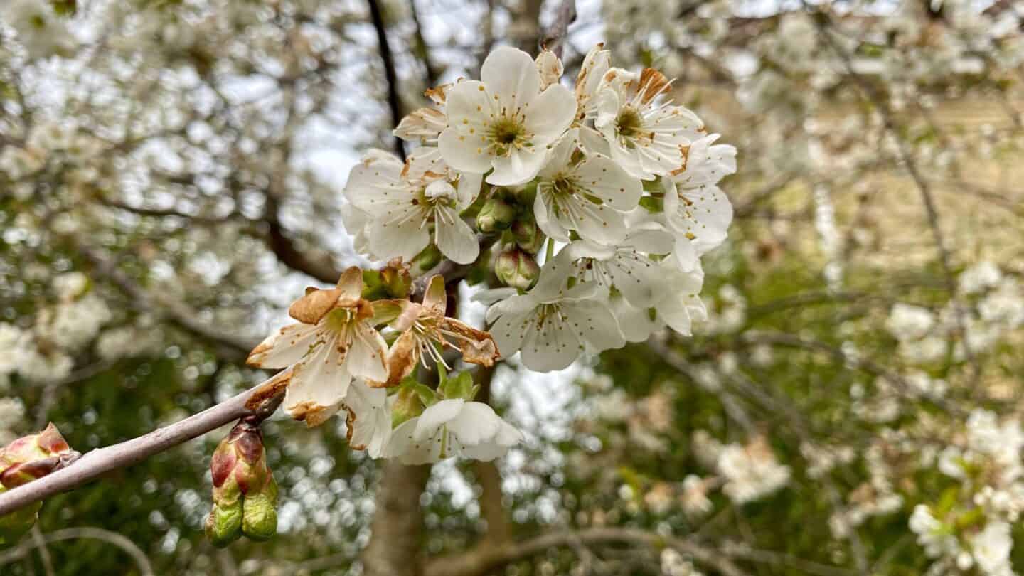 April Gardening - What To Do in the Garden in April april gardening damson blossom