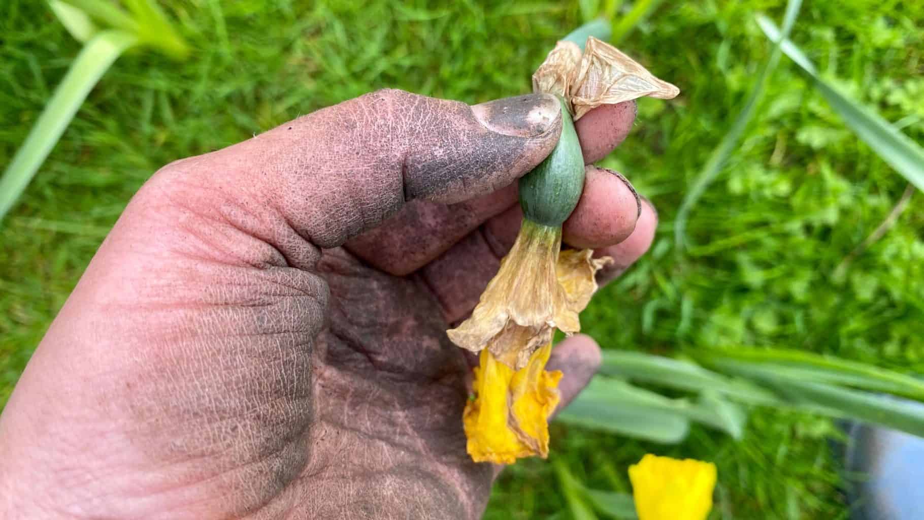 April Gardening - What To Do in the Garden in April april-gardening-deadheading-daffodils