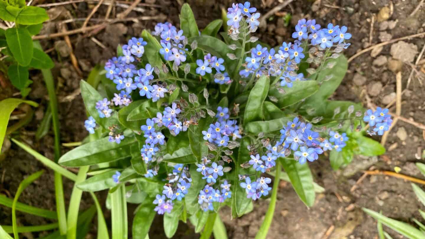 April Gardening - What To Do in the Garden in April april gardening forgetmenots