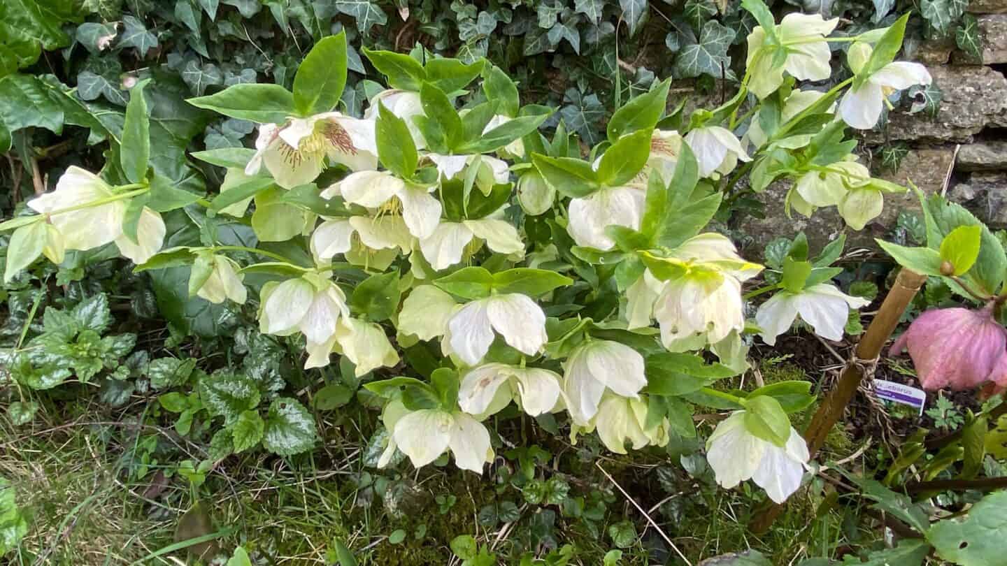 April Gardening - What To Do in the Garden in April april gardening hellebores