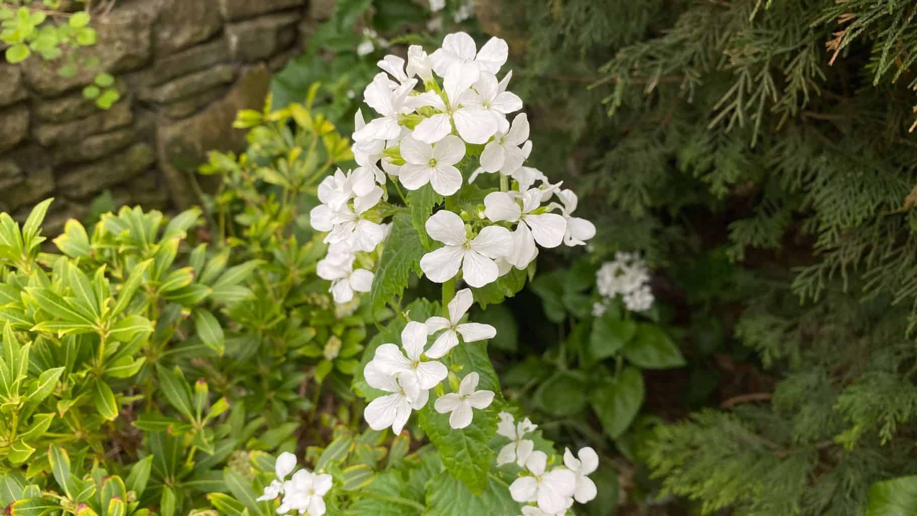 April Gardening - What To Do in the Garden in April april gardening lunaria white scaled