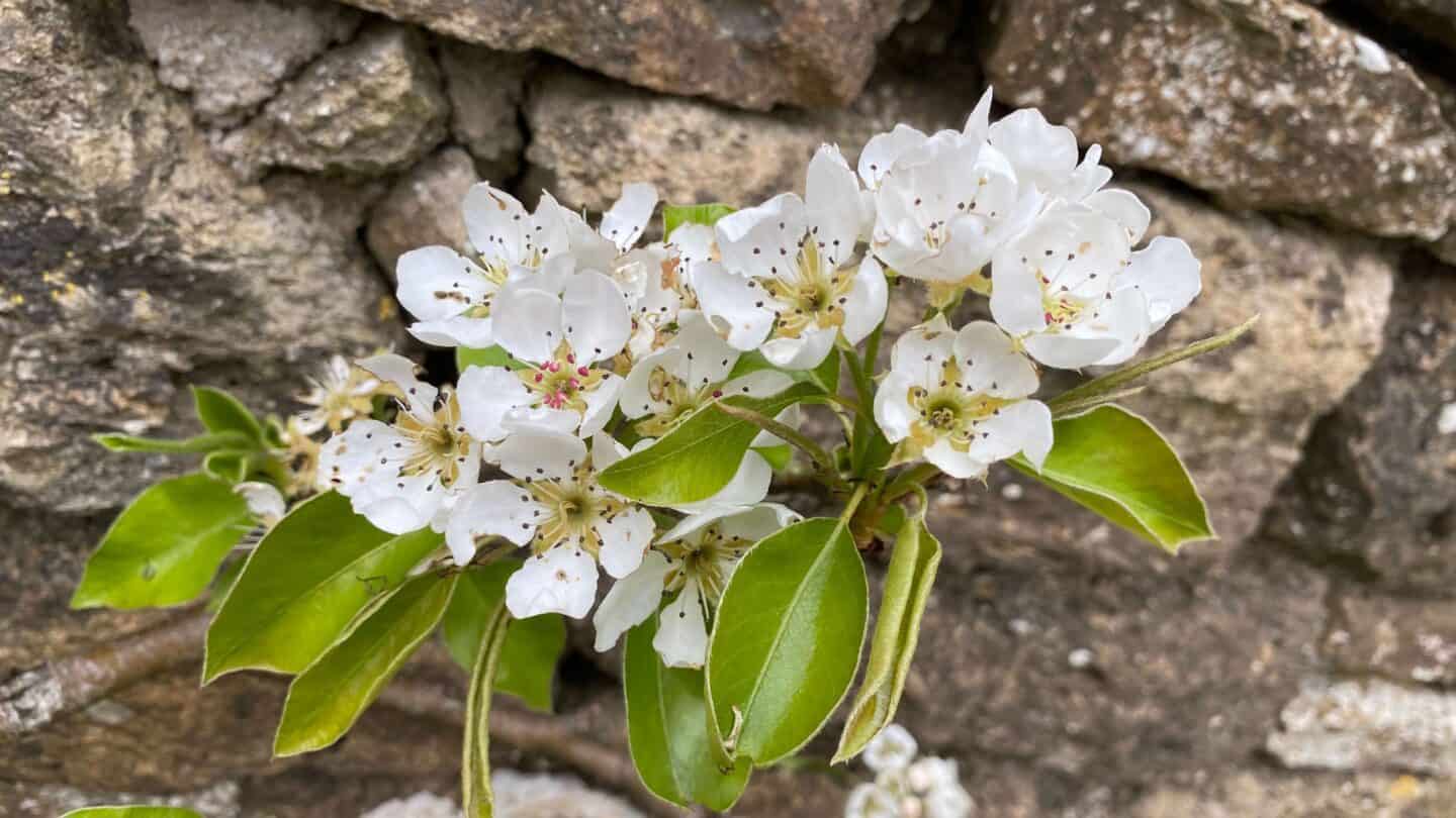 April Gardening - What To Do in the Garden in April april gardening pear blossom