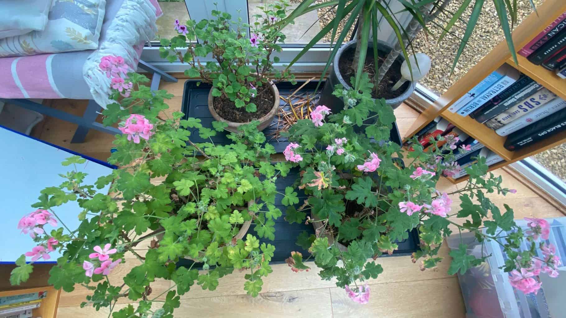 April Gardening - What To Do in the Garden in April april gardening pelargoniums scaled