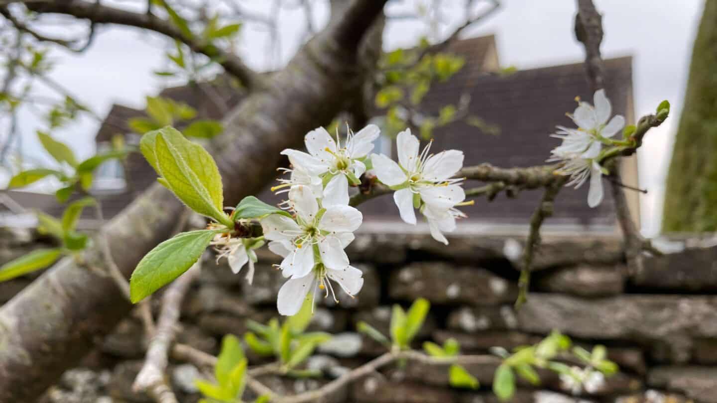 April Gardening - What To Do in the Garden in April april gardening plum blossom