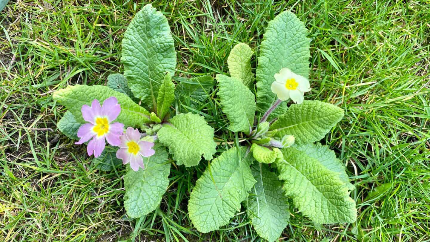 April Gardening - What To Do in the Garden in April april-gardening-primroses