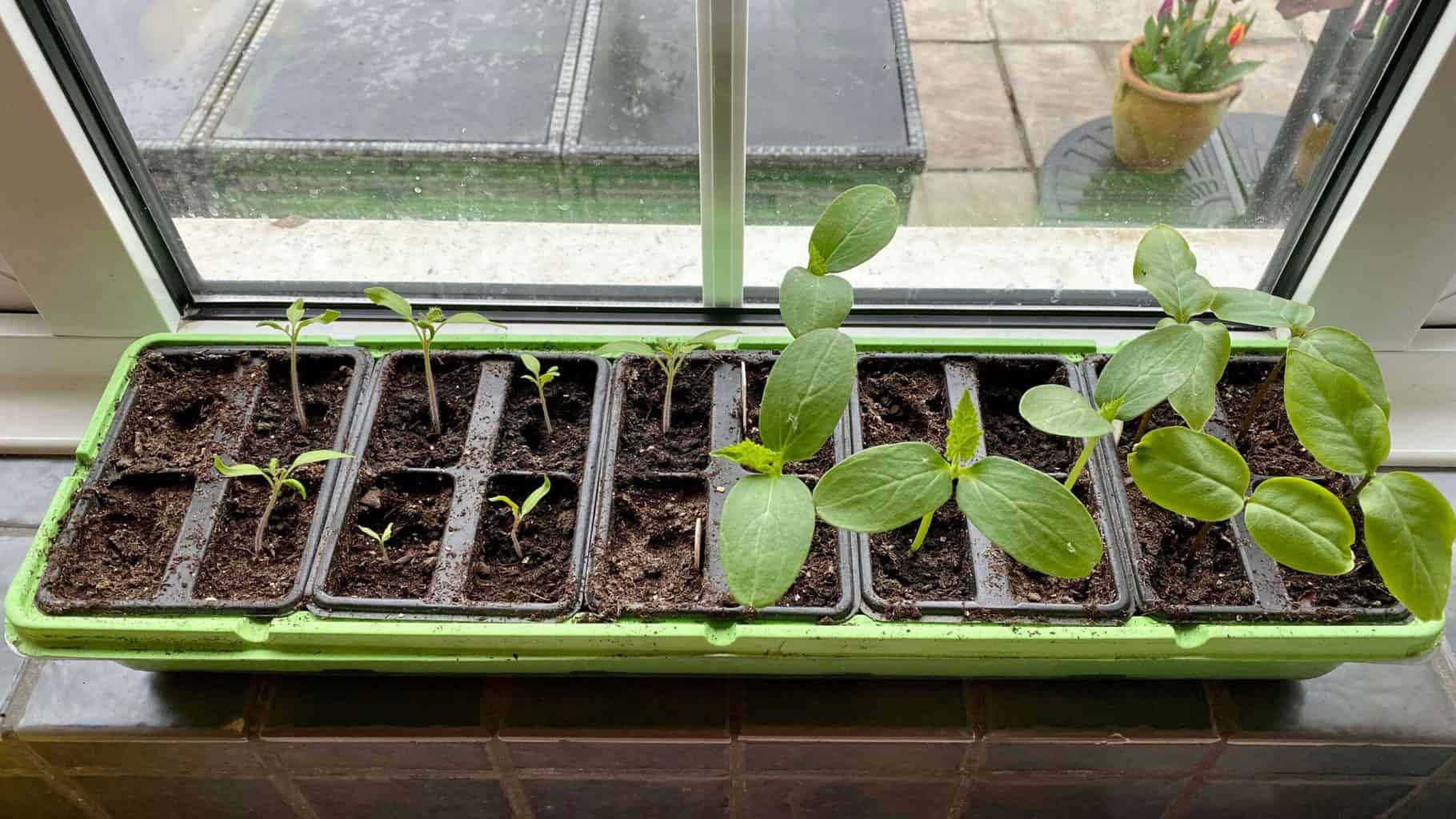 April Gardening - What To Do in the Garden in April april-gardening-seedlings