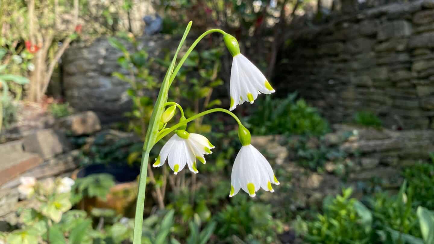 April Gardening - What To Do in the Garden in April april gardening summer snowflake