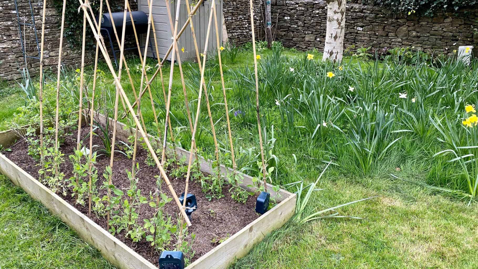 April Gardening - What To Do in the Garden in April april-gardening-sweet-peas