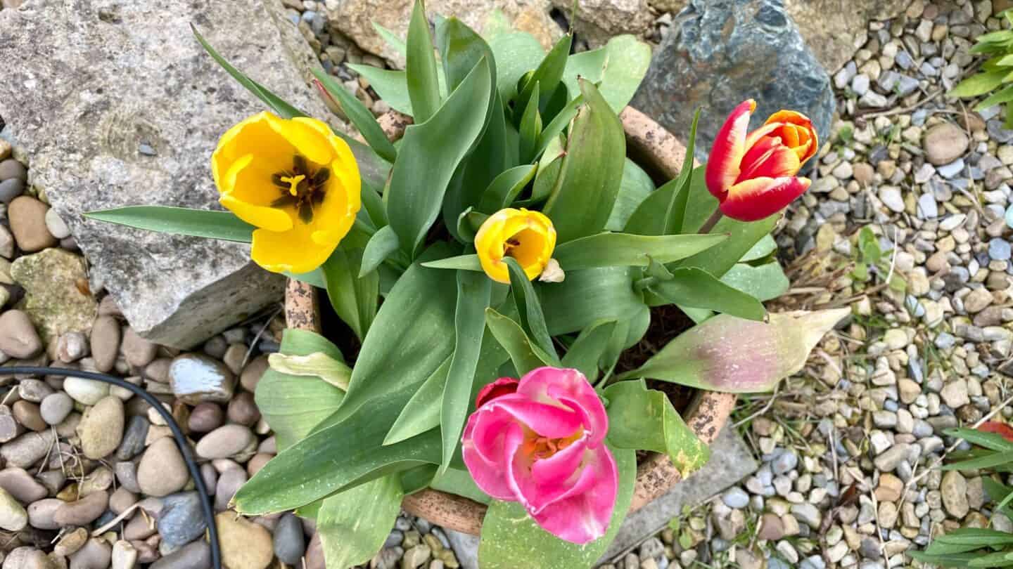 April Gardening - What To Do in the Garden in April april-gardening-tulips-mixed