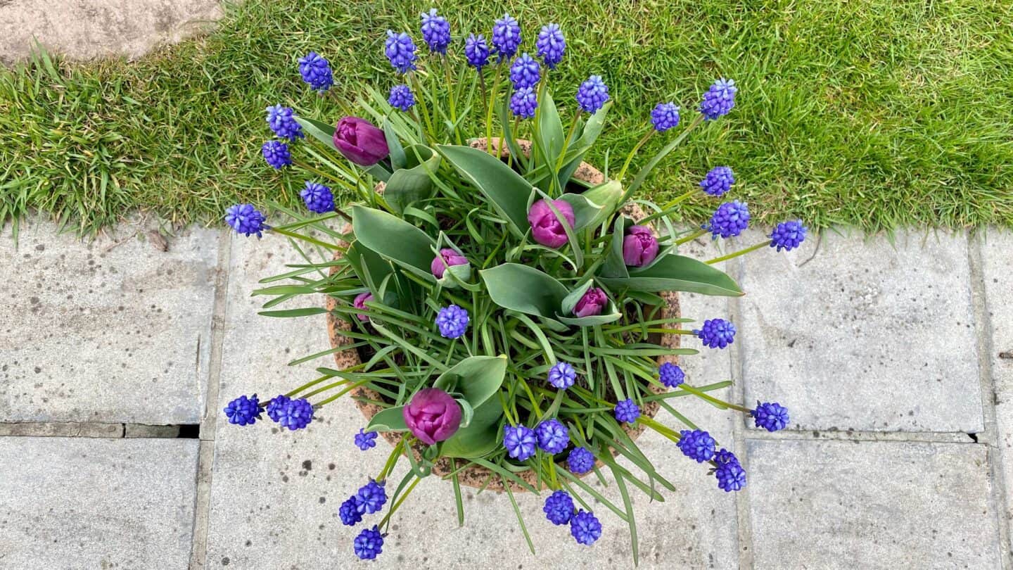 April Gardening - What To Do in the Garden in April april-gardening-tulips-muscari-bulb-lasagne