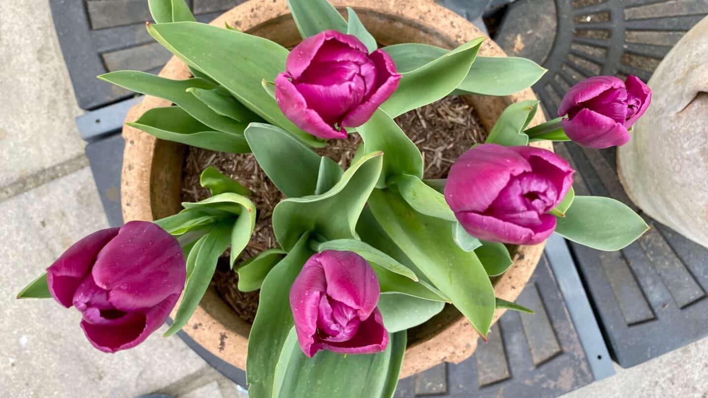 April Gardening - What To Do in the Garden in April april-gardening-tulips-purple
