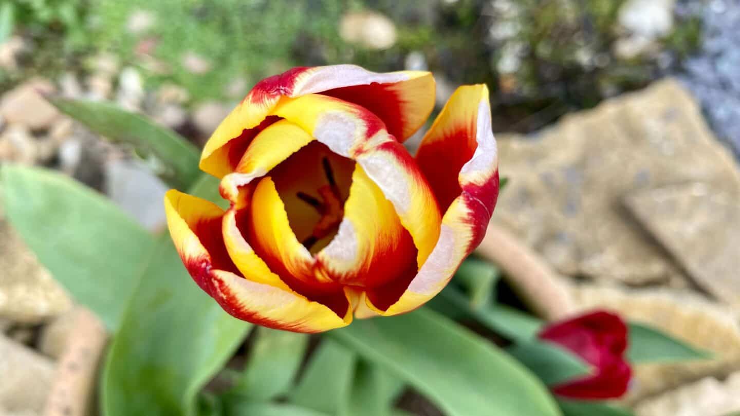 April Gardening - What To Do in the Garden in April april-gardening-tulips-red-yellow