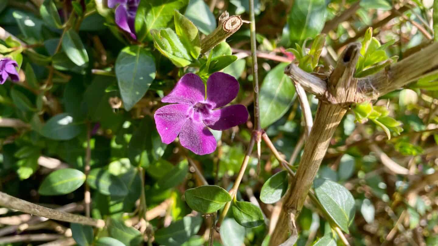 April Gardening - What To Do in the Garden in April april gardening vinca minor