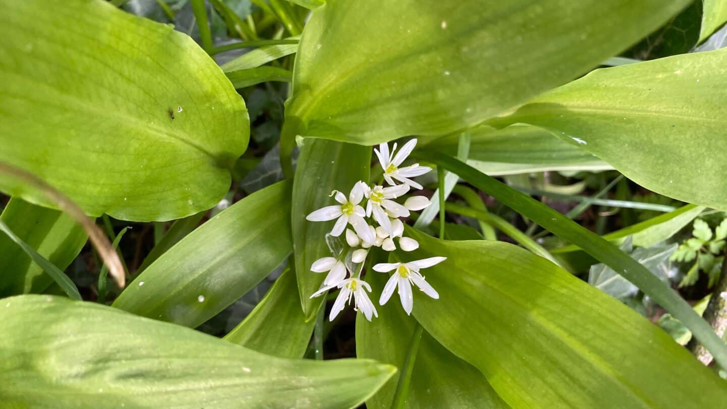 April Gardening - What To Do in the Garden in April april gardening wild garlic