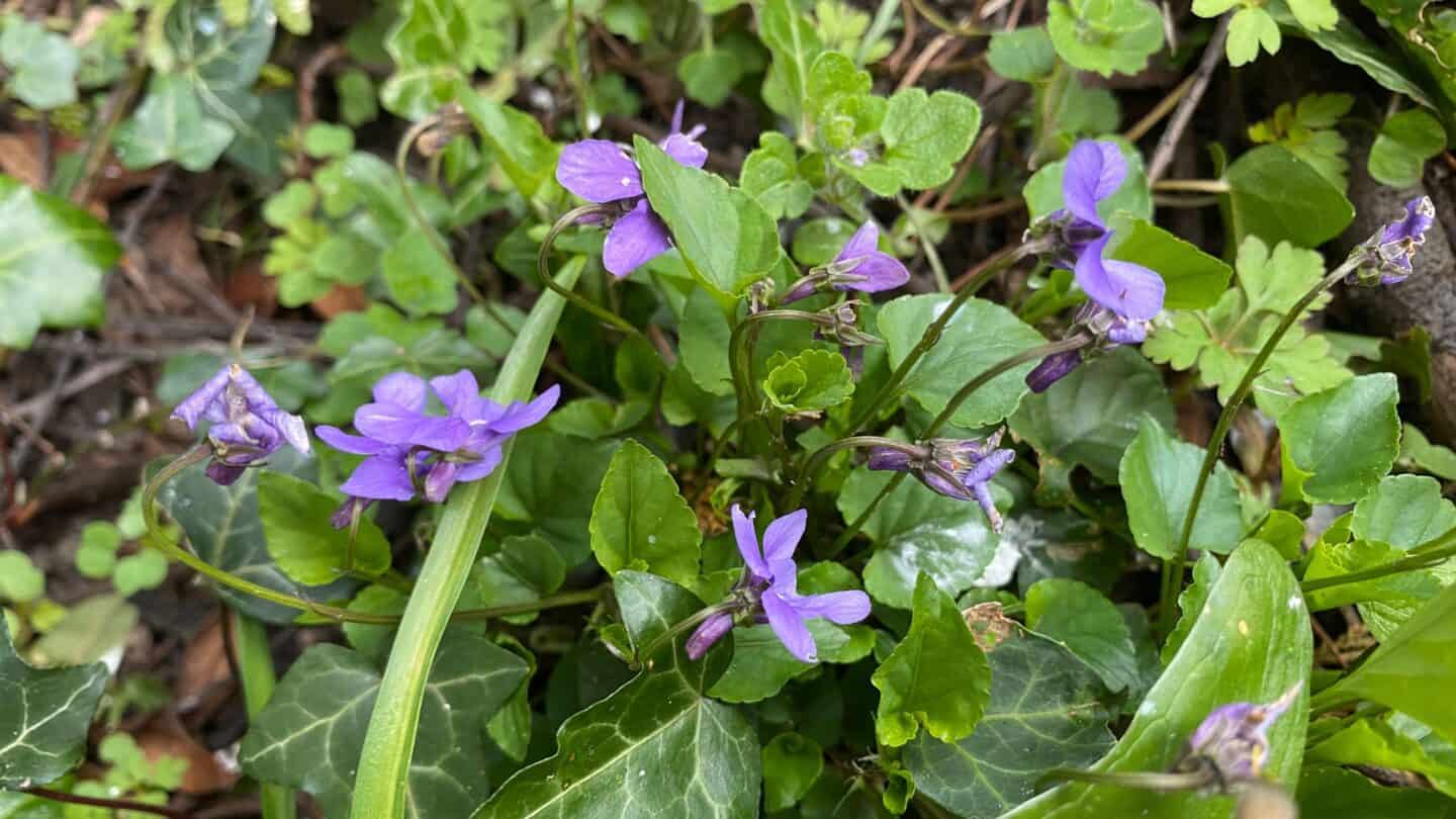 April Gardening - What To Do in the Garden in April april gardening wild violets