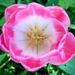 May-gardening-pink-tulip