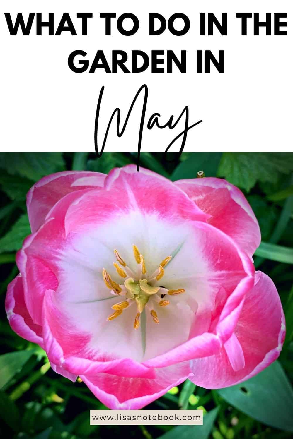 May Gardening - What To Do in the Garden in May May-gardening-pink-tulip-pinterest