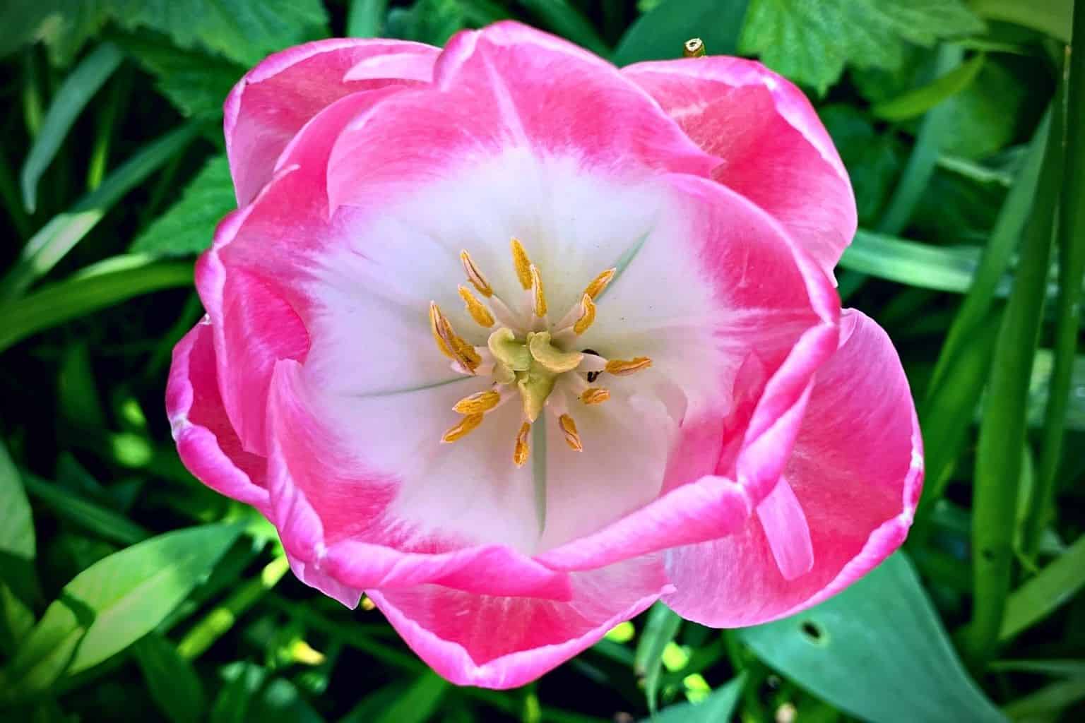May Gardening - What To Do in the Garden in May May-gardening-pink-tulip
