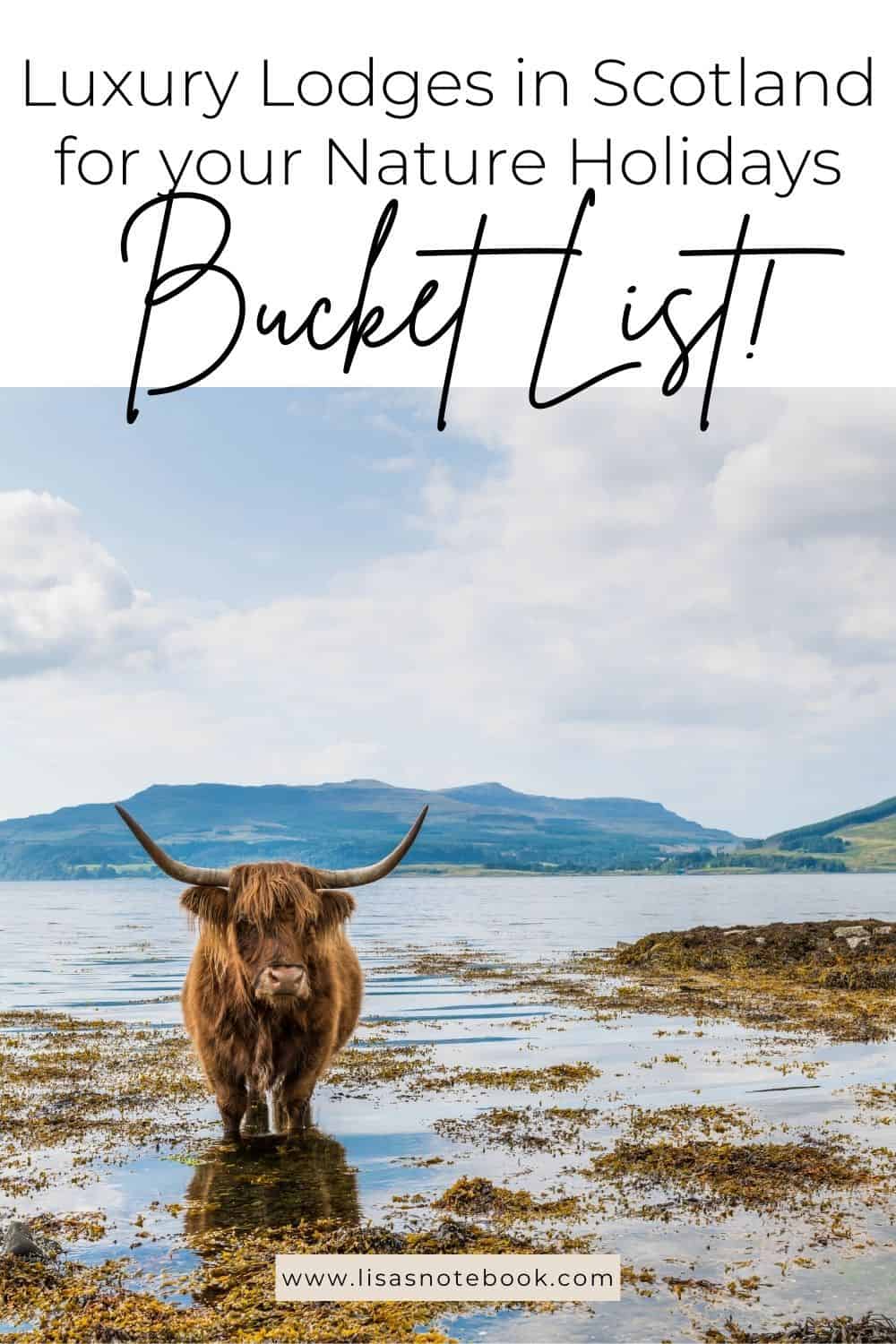 Why Luxury Lodges in Scotland Are Perfect for a Nature Holiday * luxury-lodges-in-scotland-highland-coo-pinterest