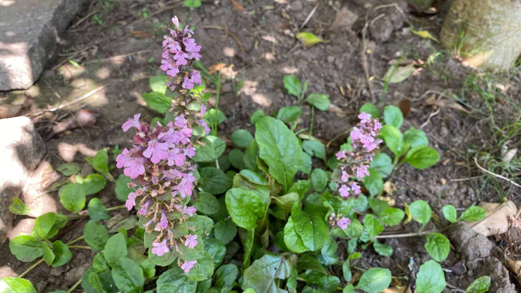 May Gardening - What To Do in the Garden in May May-gardening-ajuja-pink