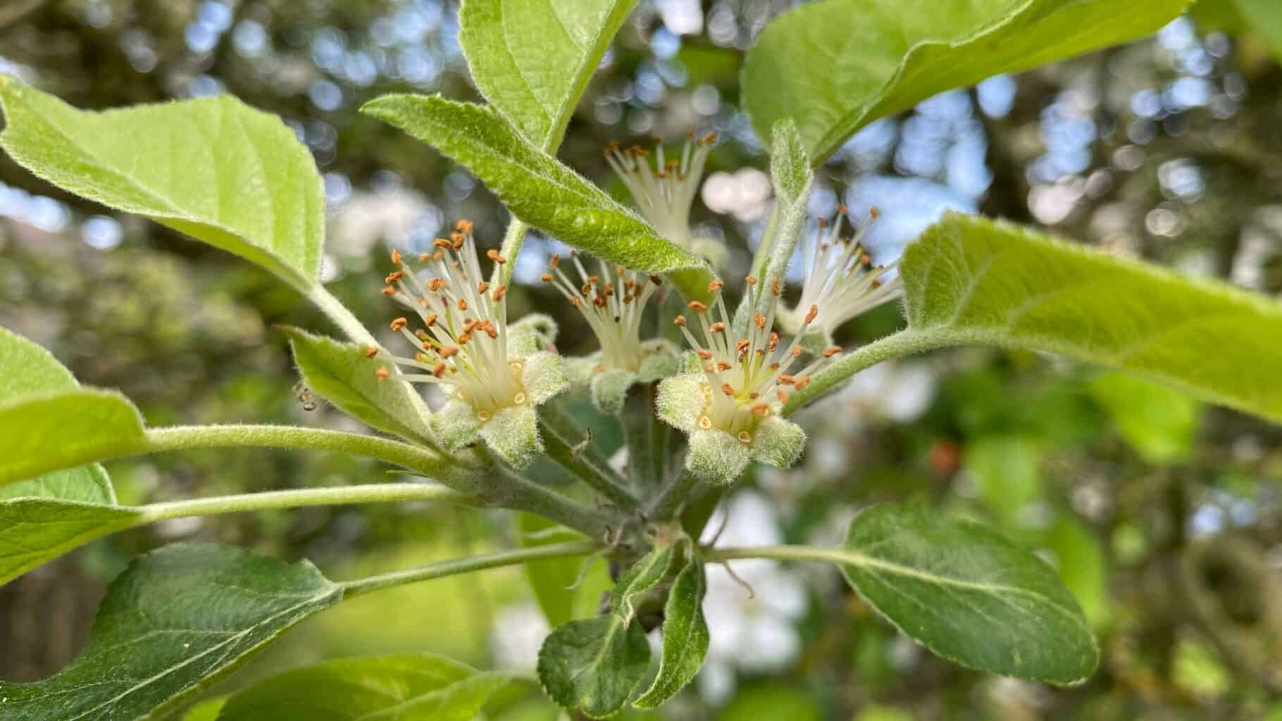 May Gardening - What To Do in the Garden in May May-gardening-apples