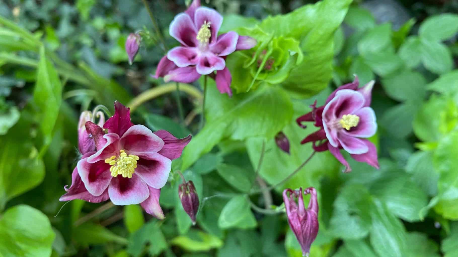 May Gardening - What To Do in the Garden in May May-gardening-aquilegia-maroon