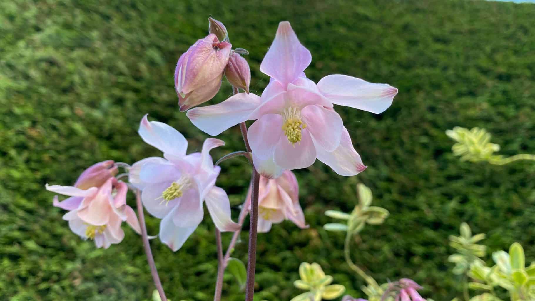 May Gardening - What To Do in the Garden in May May-gardening-aquilegia-pink