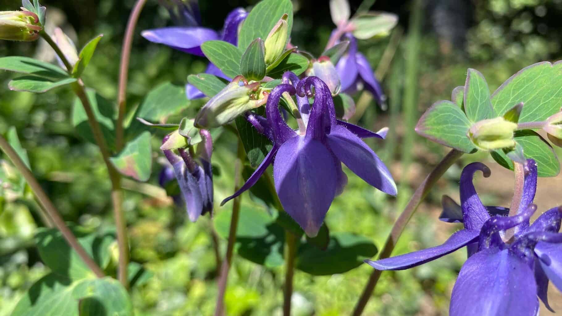 May Gardening - What To Do in the Garden in May May-gardening-aquilegias-blue