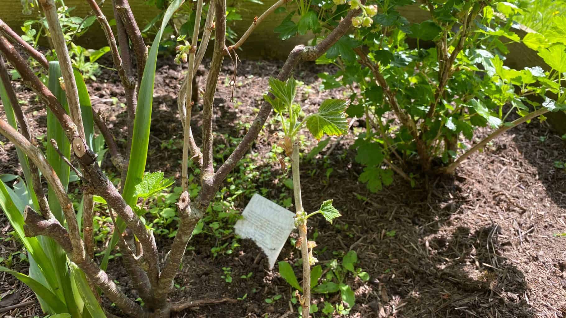 May Gardening - What To Do in the Garden in May May-gardening-blackcurrant-gooseberries