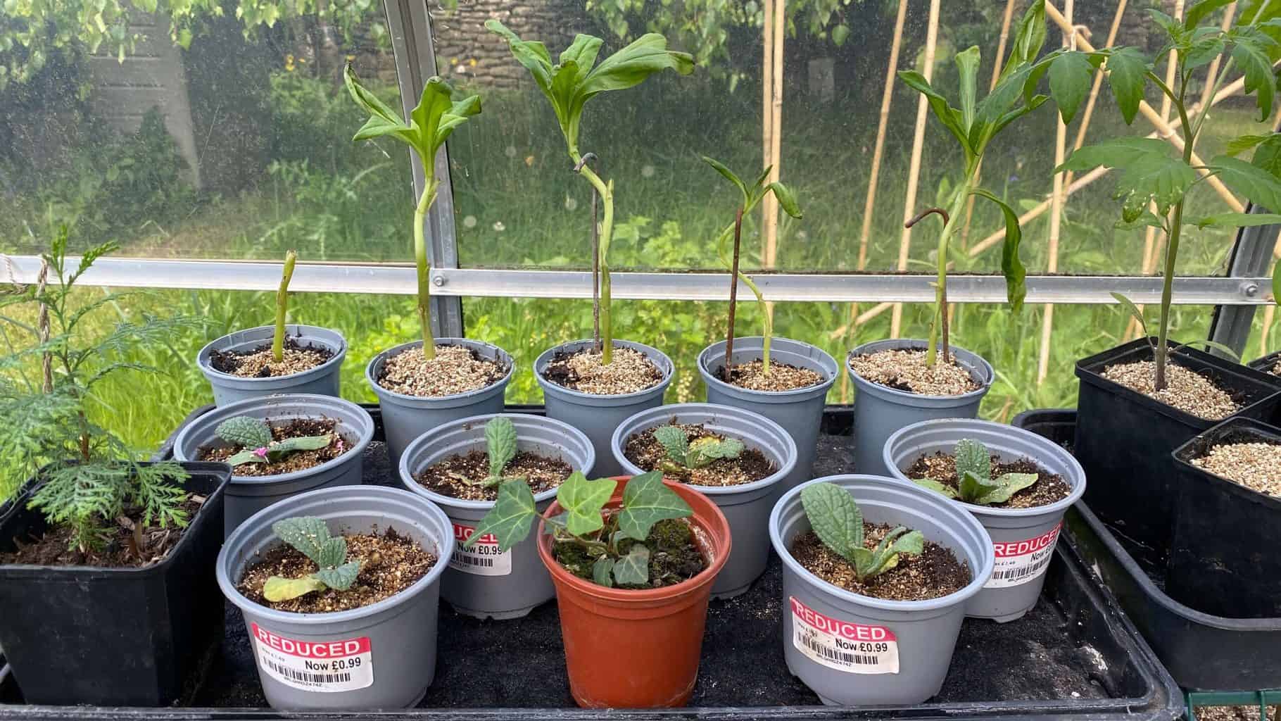 May Gardening - What To Do in the Garden in May May-gardening-borage-seedlings