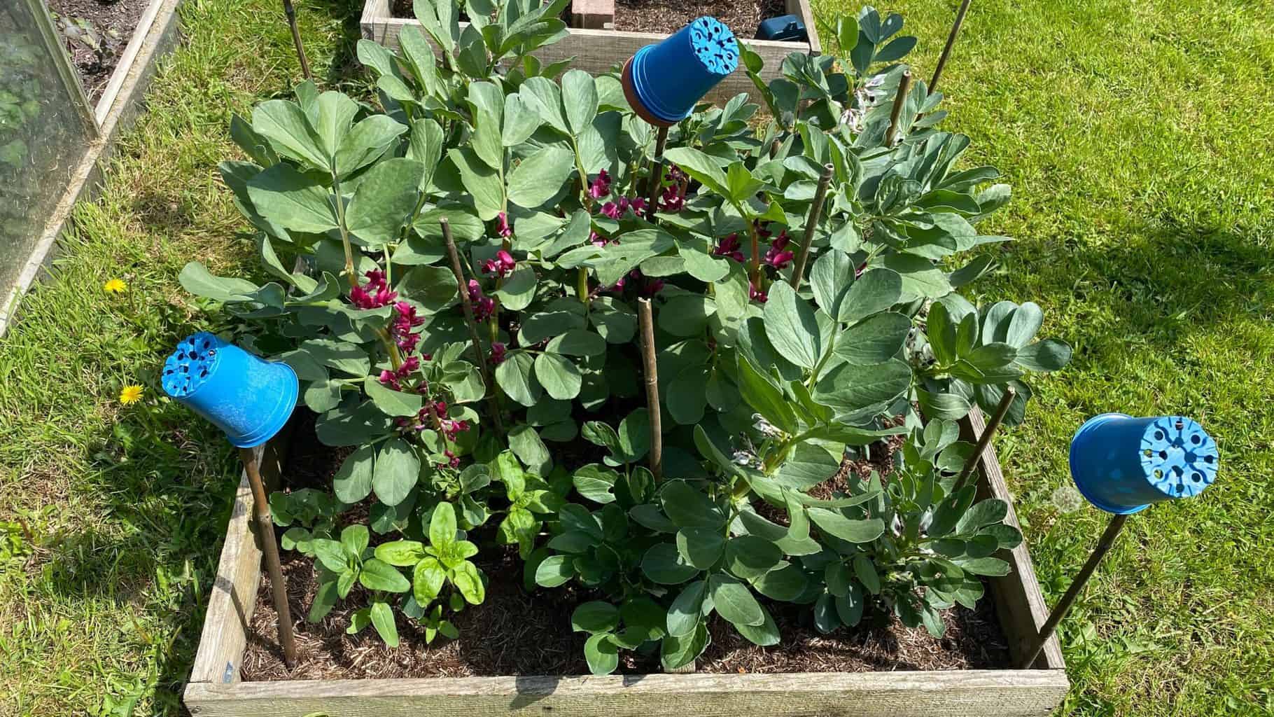 May Gardening - What To Do in the Garden in May May-gardening-broad-beans