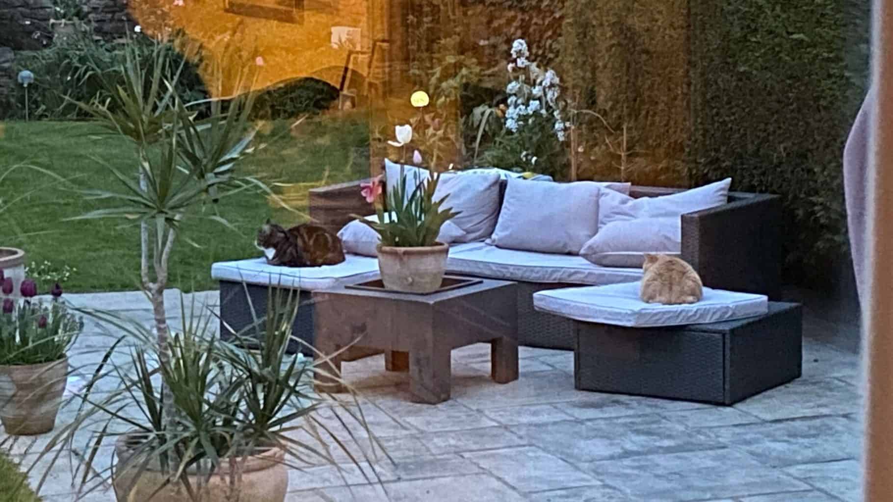 May Gardening - What To Do in the Garden in May May-gardening-cats
