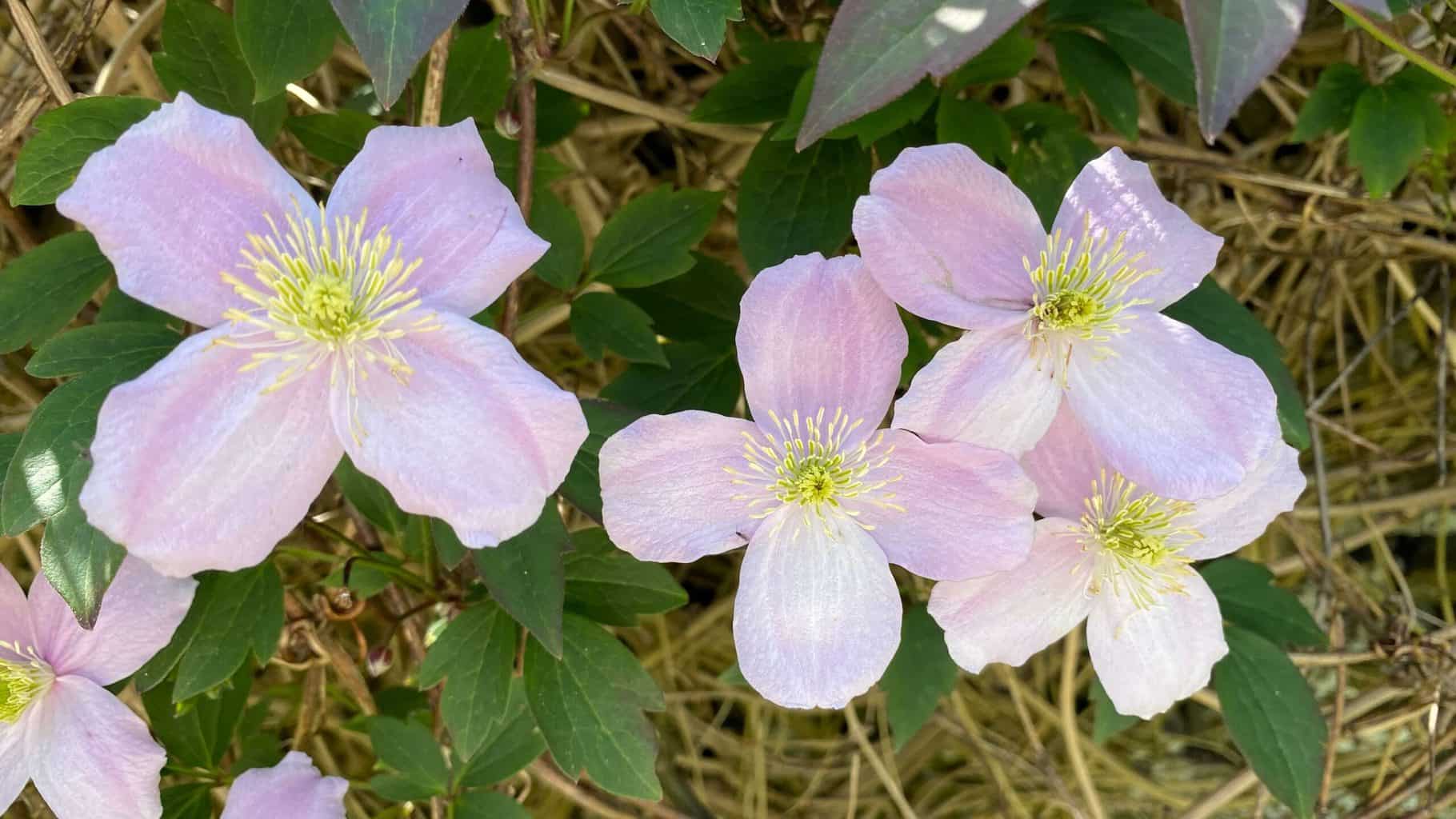 May Gardening - What To Do in the Garden in May May-gardening-clematis-montana