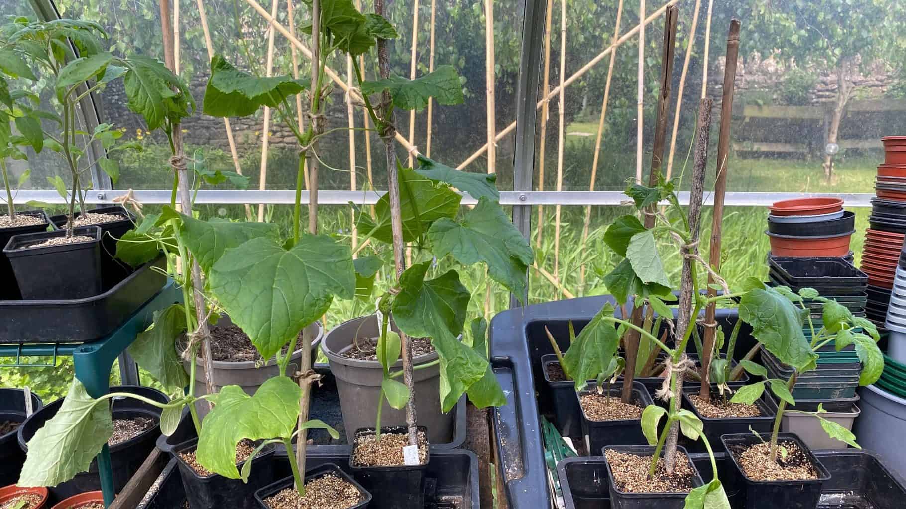 May Gardening - What To Do in the Garden in May May-gardening-cucumber-seedlings