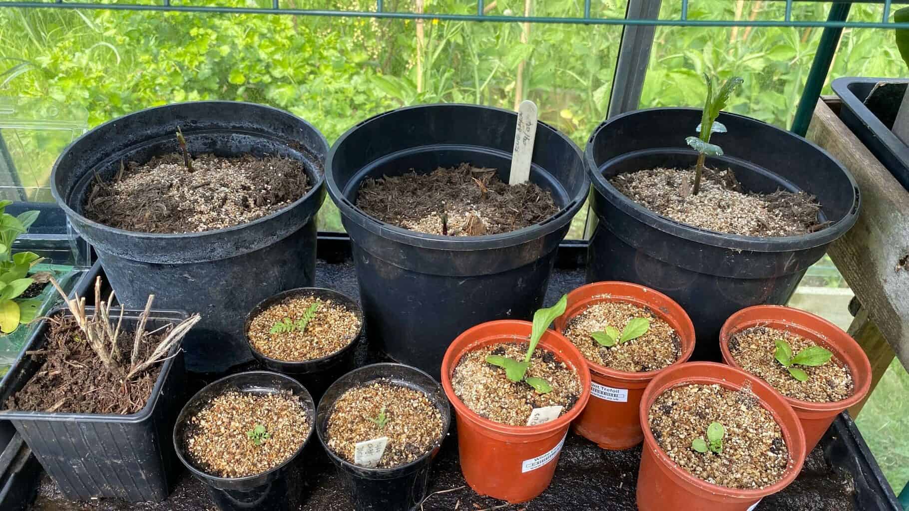 May Gardening - What To Do in the Garden in May May-gardening-dahlias-lavender-scabious