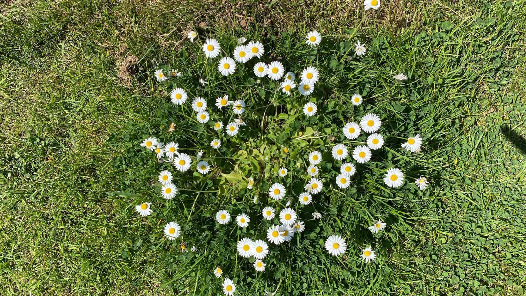 May Gardening - What To Do in the Garden in May May-gardening-daisies-no-mow-May