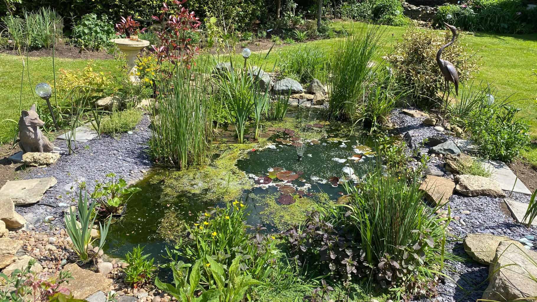 May Gardening - What To Do in the Garden in May May-gardening-goldfish-pond