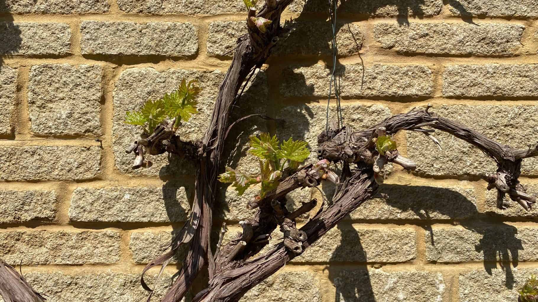 May Gardening - What To Do in the Garden in May May-gardening-grapevine