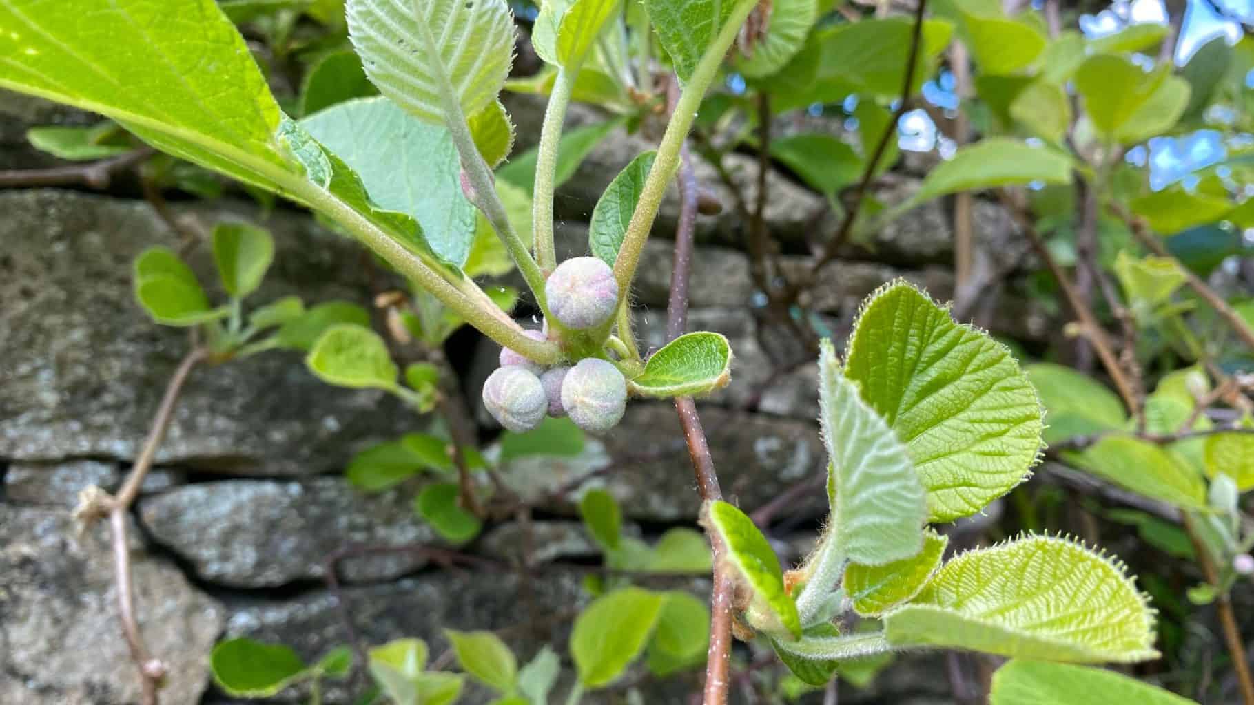 May Gardening - What To Do in the Garden in May May gardening kiwis scaled