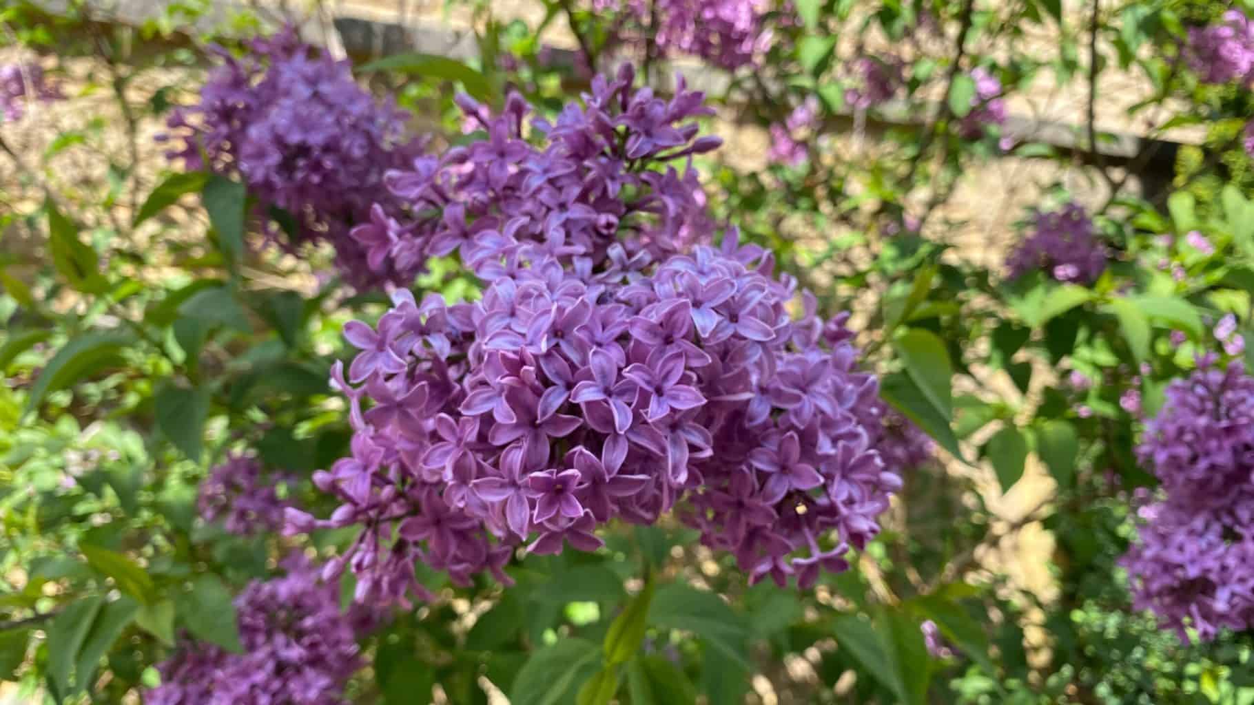 May Gardening - What To Do in the Garden in May May-gardening-lilac
